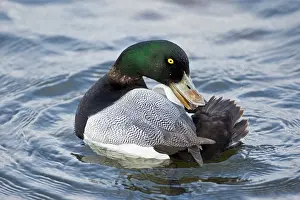 Reykjavik: Male Scaup at a pond in Reykjavik, Iceland
