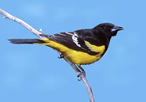 Oriole: Male Scott's Oriole (Icterus parisorum)