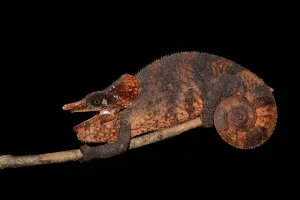 Opened: Male shorthorned-chameleon (Calumma brevicorne)