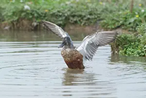 Eclipse: Male Shoveler - in eclipse - flapping wings
