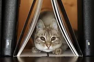 Shelf: Male siamese blue tabby point cat on a bookshell
