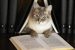 Read: Male siamese blue tabby point cat on a bookshell