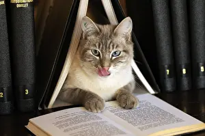 Read: Male siamese blue tabby point cat on a bookshell