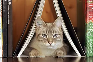 Shelf: Male siamese blue tabby point cat on a bookshell