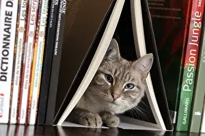Shelf: Male siamese blue tabby point cat on a bookshell