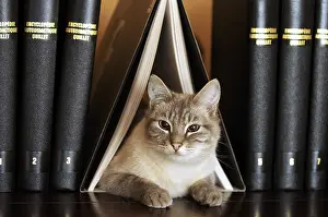 Shelf: Male siamese blue tabby point cat on a bookshell