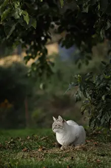 Crossbreed: Male Siamese cat cross blue tabby point in the grass
