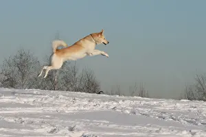 Huskies: Male Siberian Husky, 5 years old, jumping and running