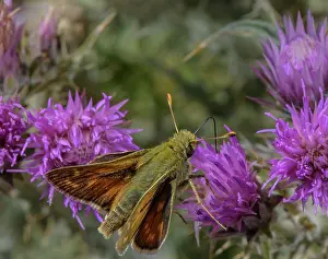 Bob Gibbons: Male Silver-spotted skipper, Hesperia comma, fee