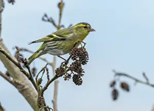 Alder: Male Siskin, Spinus spinus, feeding on alder cones