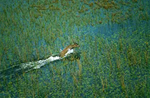 Hooves: Male Sitatunga - Aerial view of male sitatunga