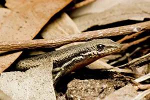 Scincidae: Skink