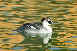Smew: Smew