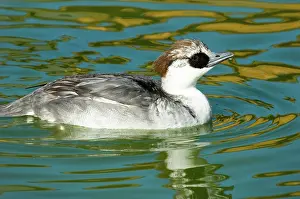 Smew: Smew