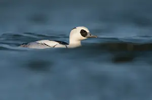 Smew: Smew