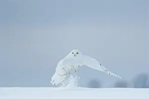 Hour: Male snowy owl (Nyctea scandiaca) (syn. Bubo sca