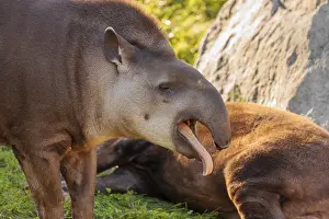 Two Animals: A male South American tapir (Tapirus terrestris) stands yawning in a clearing