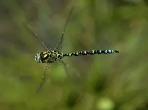 Aeshna: Male southern Hawker in flight