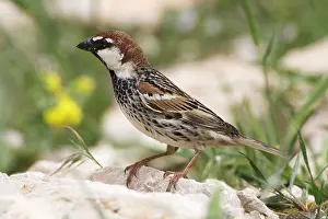 Hispaniolensis: Male Spanish Sparrow