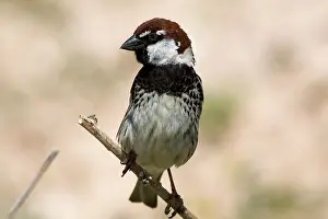 Hispaniolensis: Male Spanish Sparrow