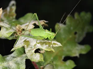 Leptophyes: Oak