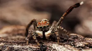 Peacok: A male spider signalling with 3rd leg to a female