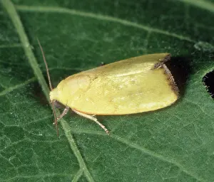 Gossypium: Male spiny bollworm Moth