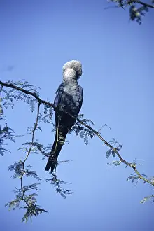 220818: Male Spix's macaw (Cyanopsitta spixii) in Brazil, South Ame