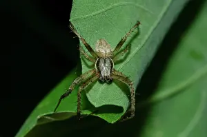 Orbweaver: Male Spotted Orb-weaver - West Bali National Park, near Menj