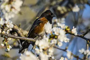 Towhee: Male Spotted Towhee (Pipilo maculatus) among cherry