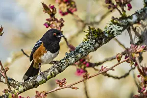 Towhee: Male Spotted Towhee (Pipilo maculatus). Pacific