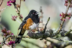 Towhee: Male Spotted Towhee (Pipilo maculatus) singing