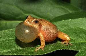 Peeping: Male Spring Peeper