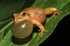 Peeping: Male Spring Peeper