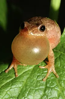 Peeping: Male Spring Peeper