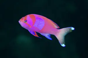 Anthias: Male Squarespot Anthias