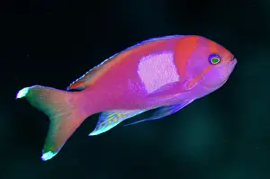 Anthias: Male Squarespot Anthias