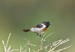Stonechats: Male Stonechat perched