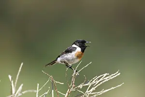 Stonechats: Male Stonechat in song on territory