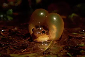 Coriacea: Male of Surinam golden-eyed tree frog (Trachycephalus