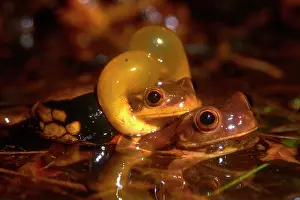Coriacea: Male of Surinam golden-eyed tree frog (Trachycephalus