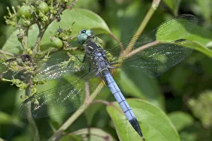 Swift: Male Swift Long-winged Skimmer