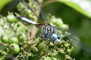 Swift: Male Swift Long-winged Skimmer