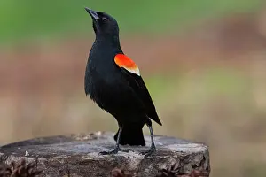 Fertilization: Male tailed frog (left) with female (right)