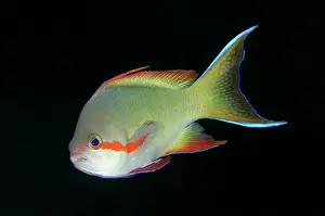 Anthias: Male Threadfin Anthias