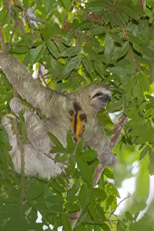 Slow: Male Three-Toed Sloth (Bradypus infuscatus), Do