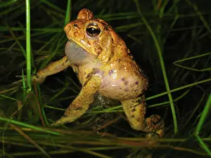 Sack: Male Toad