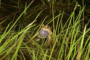 Sack: Male Toad