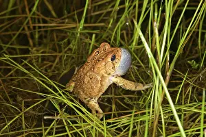 Sack: Male Toad