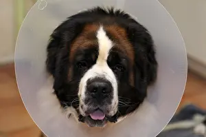 Molossoid: Male tricolor Saint bernard dog wearing a collar